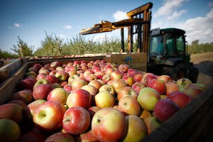 Ingushetia by 2017 plans to provide 100% self apples